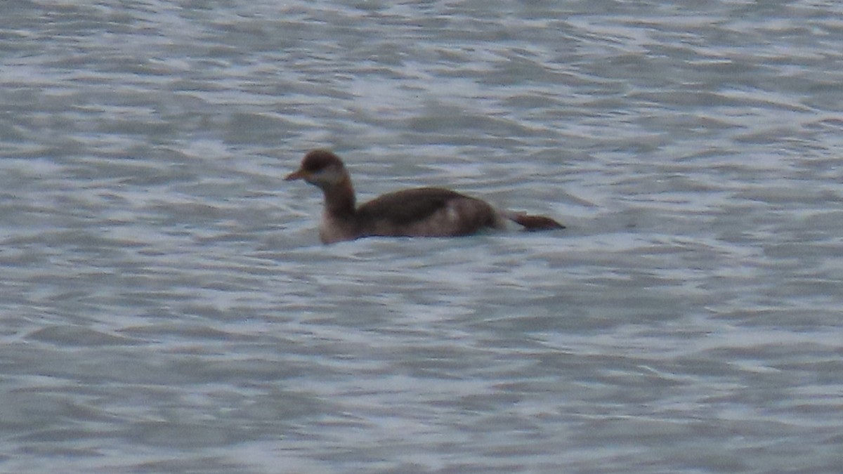 Red-necked Grebe - ML610352118