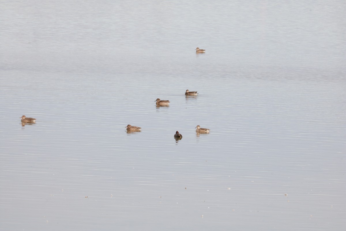 Green-winged Teal (Eurasian) - ML610352146