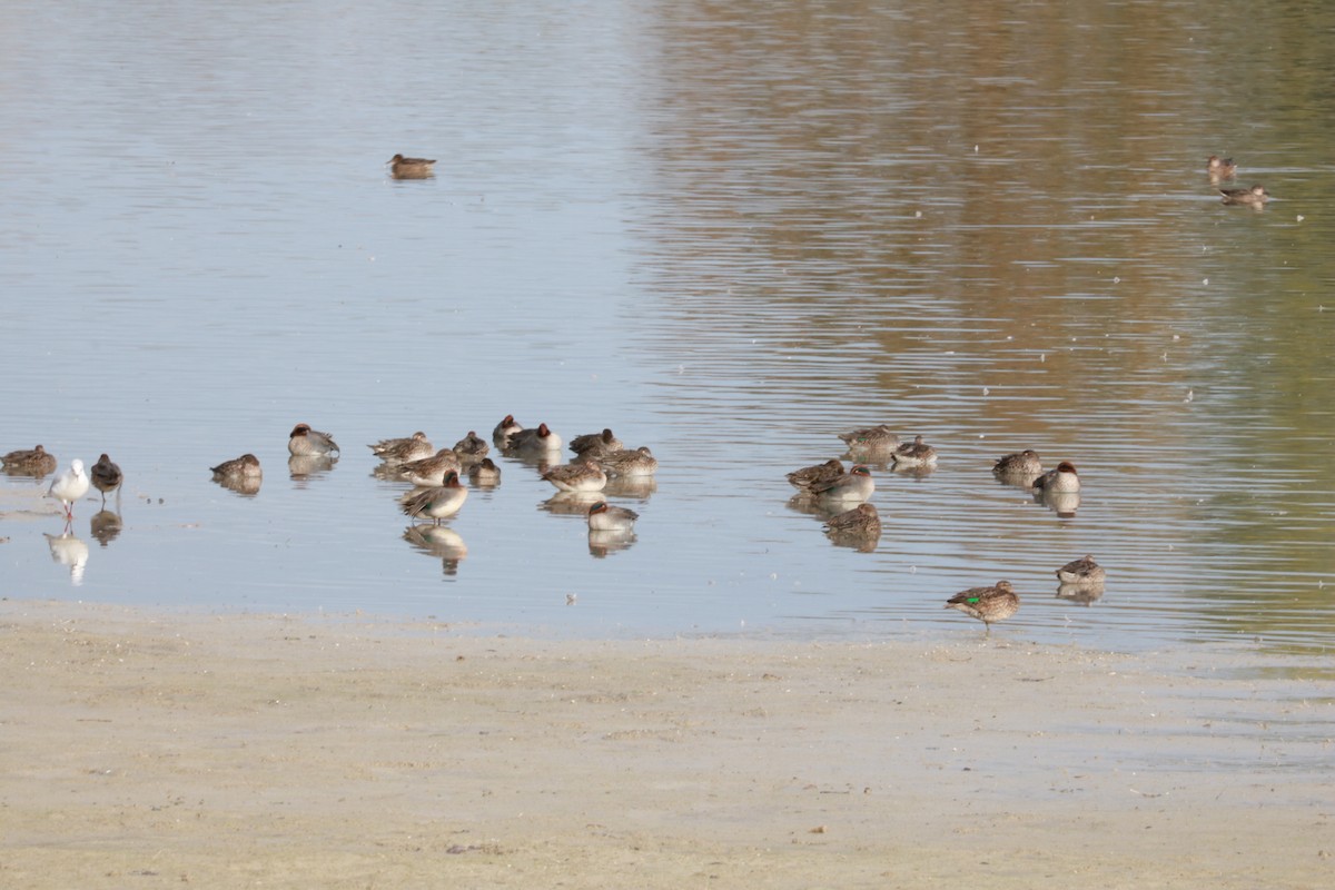 Green-winged Teal (Eurasian) - ML610352147