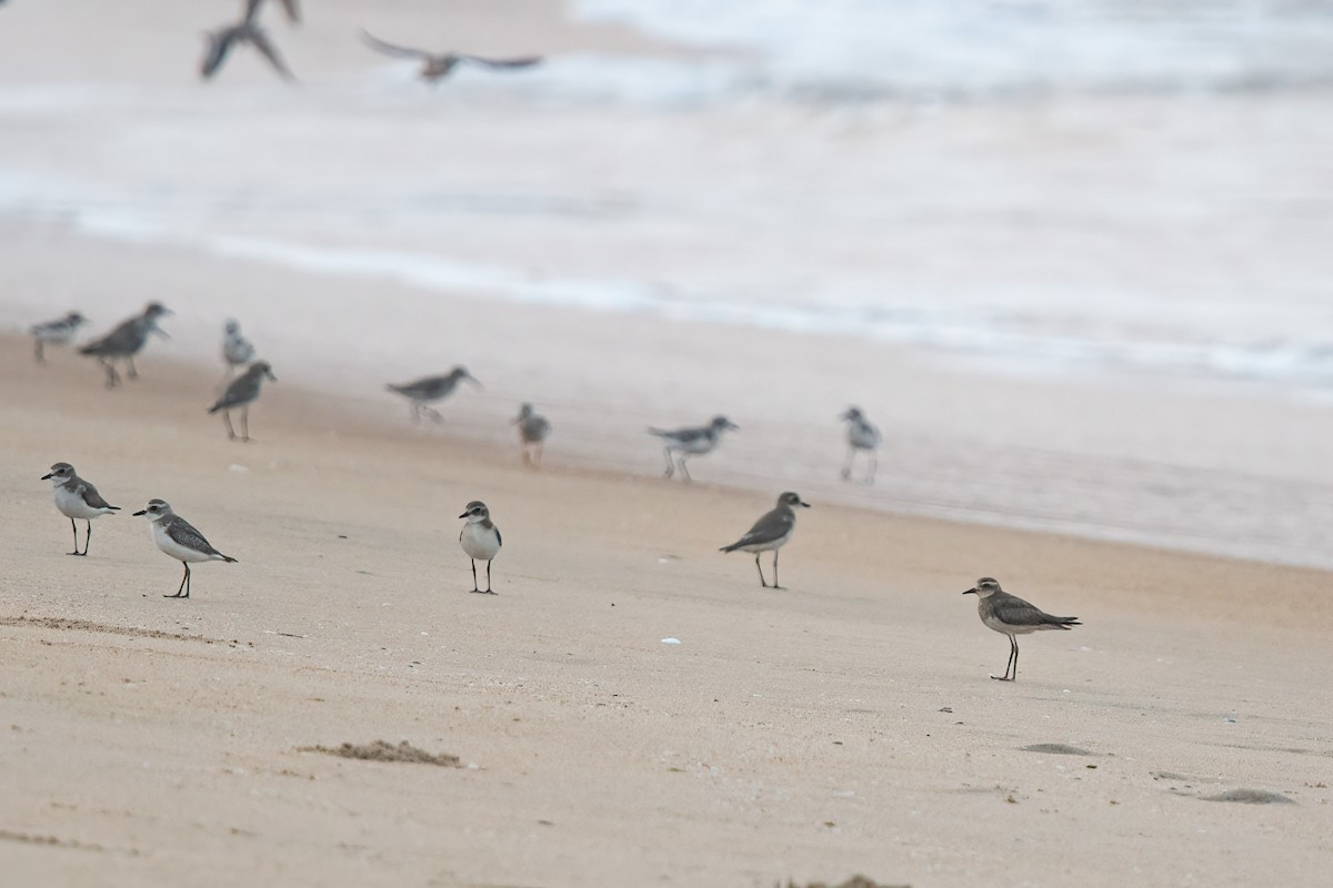 Caspian Plover - ML610352269