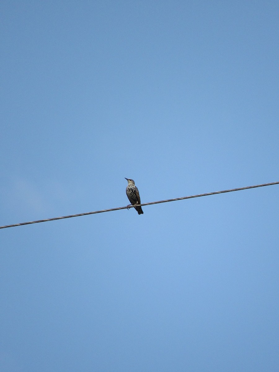 European Starling - ML610352300