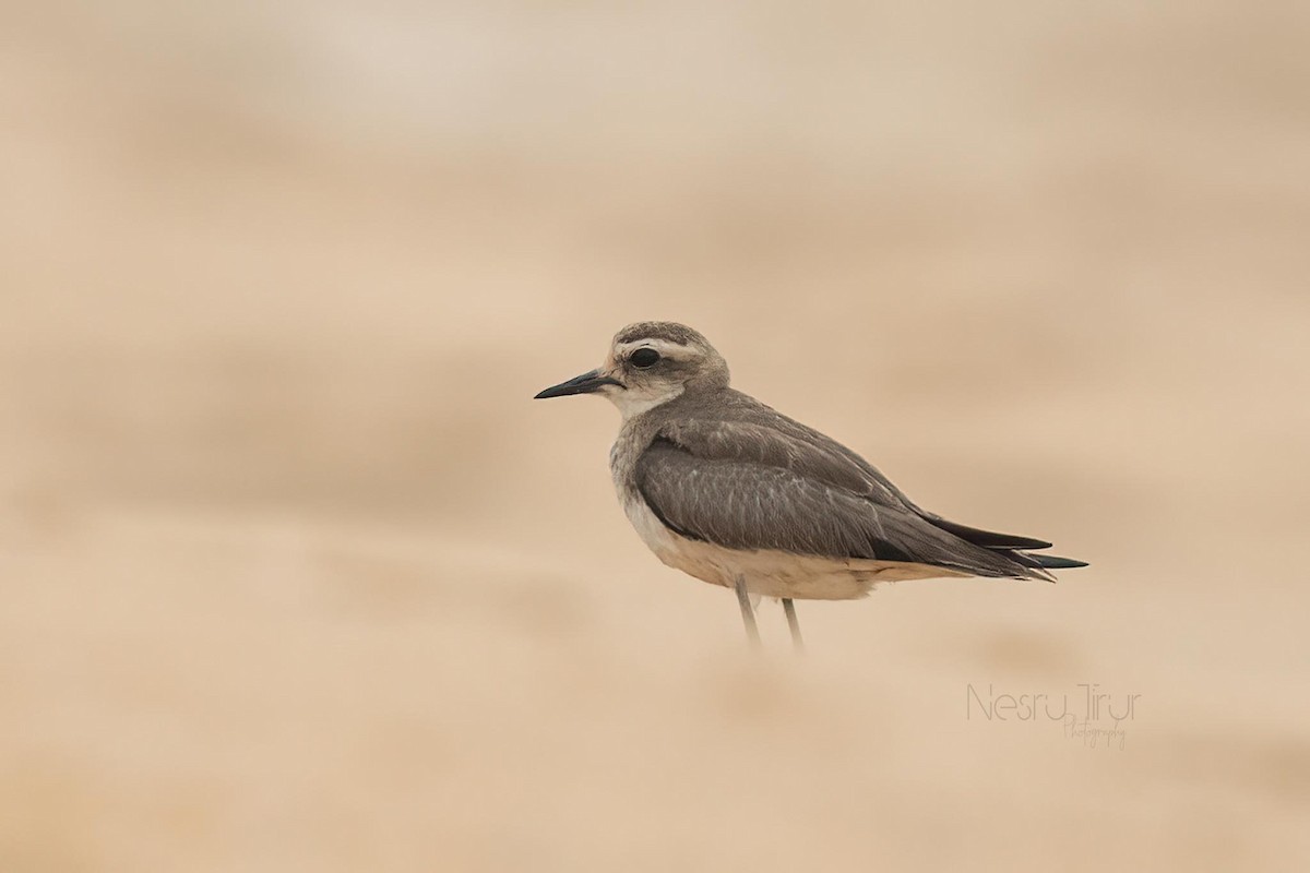 Caspian Plover - ML610352343