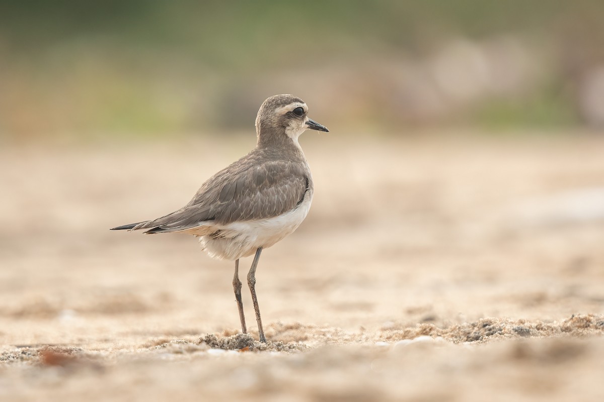 Caspian Plover - ML610352344