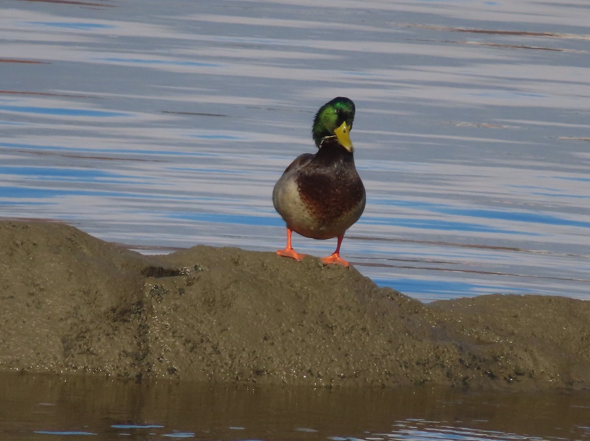 Mallard - ML610352356