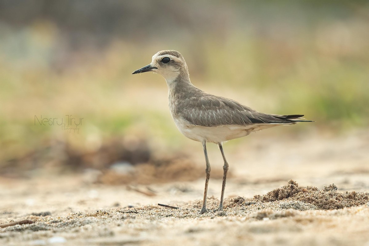 Caspian Plover - ML610352357