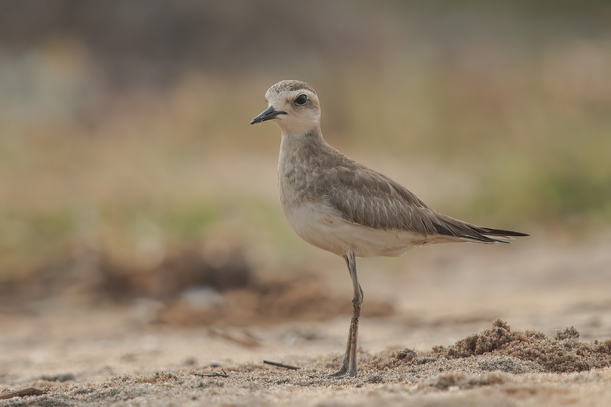 Caspian Plover - ML610352360