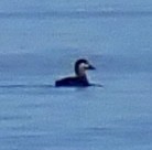 Surf Scoter - Louis DeMarco