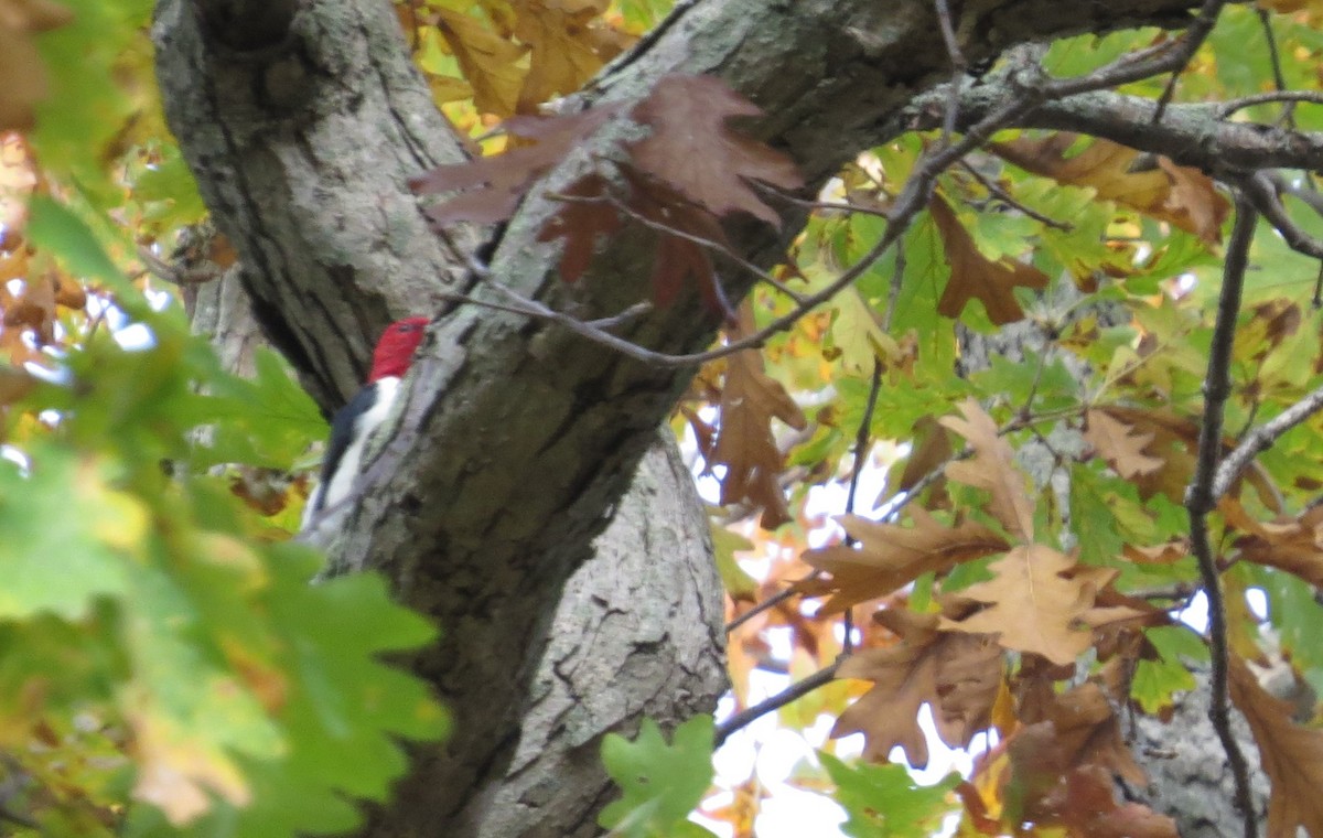 Red-headed Woodpecker - ML610352590