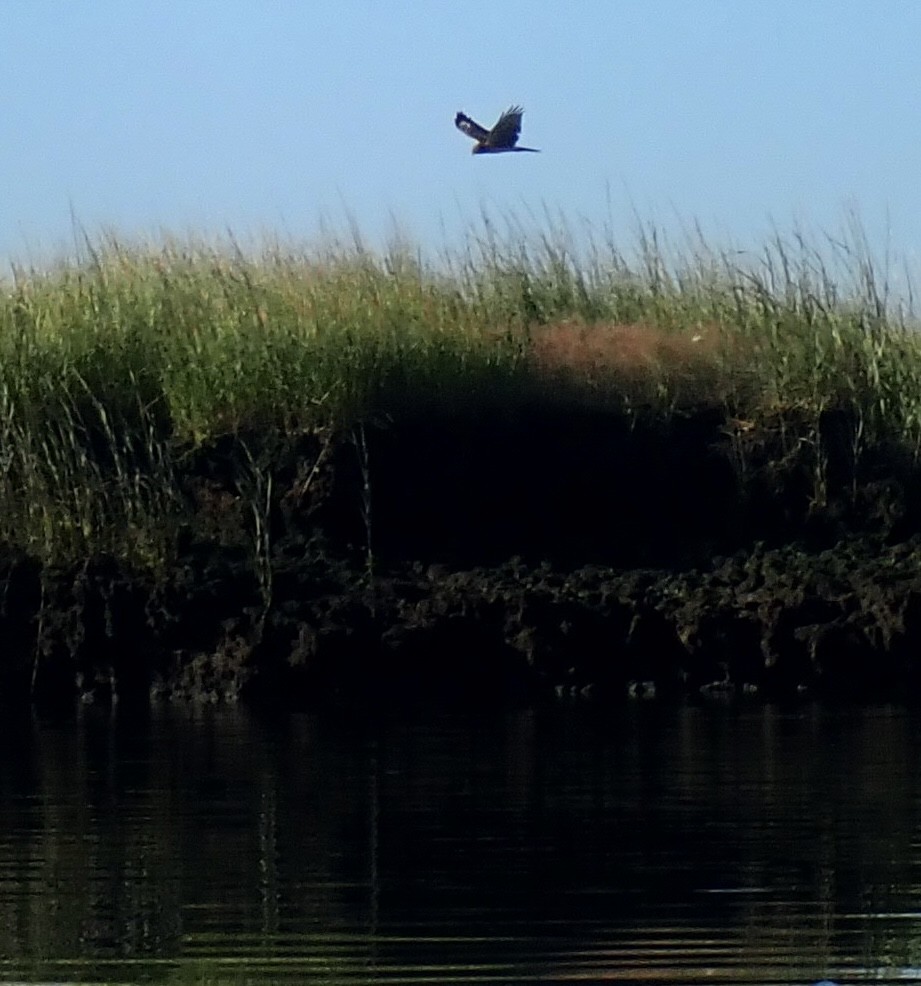 Northern Harrier - Louis DeMarco