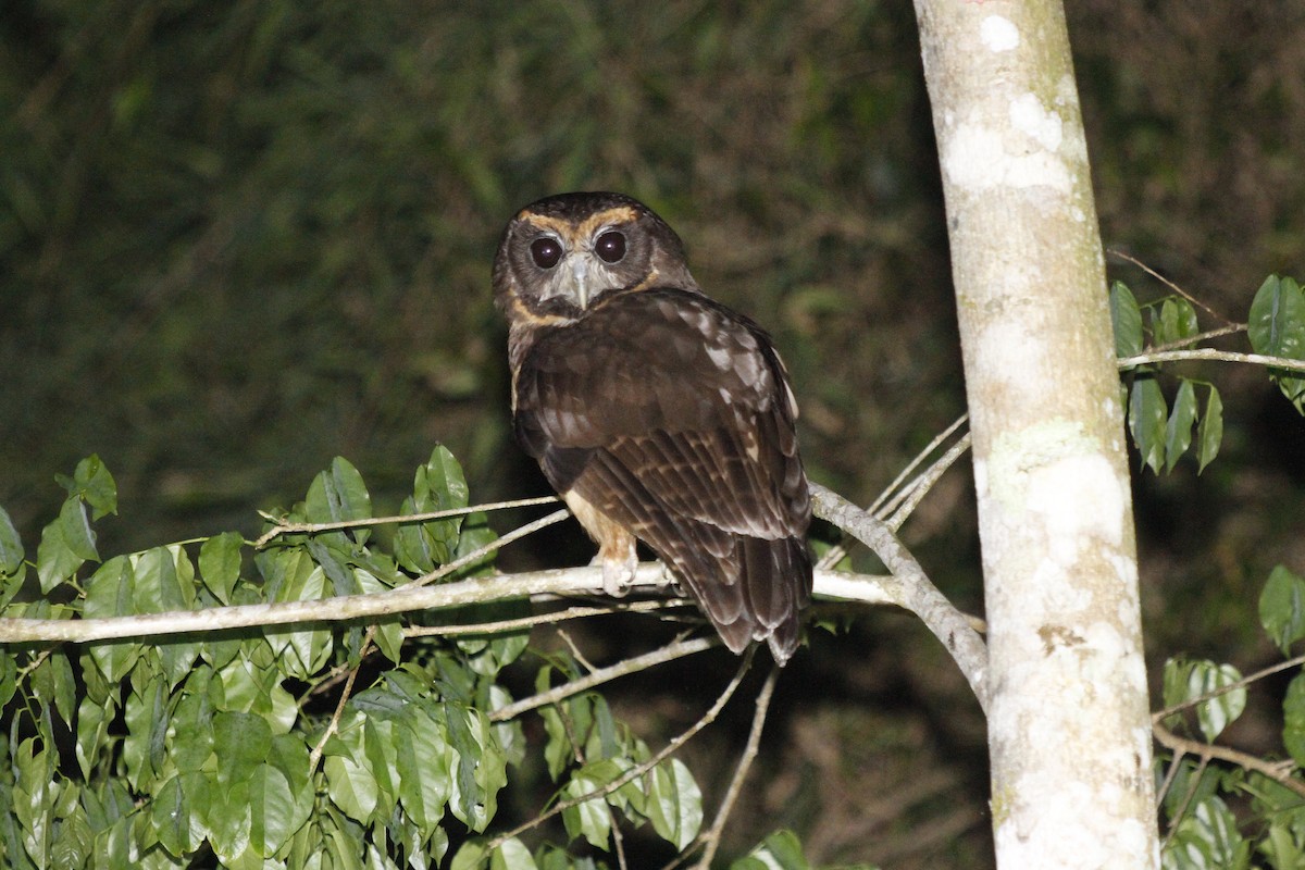 Tawny-browed Owl - ML610352697