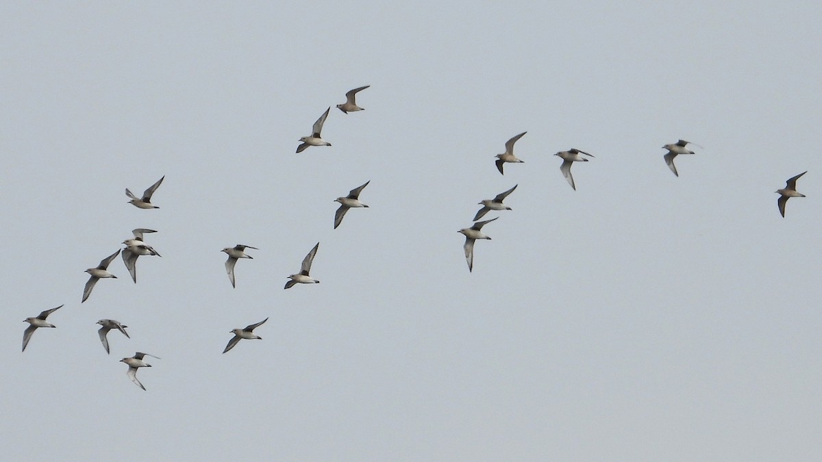 American Golden-Plover - Dan J. MacNeal