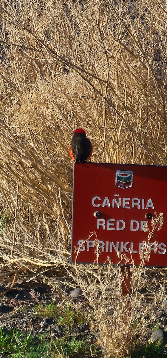 Vermilion Flycatcher - JOSE Perusini