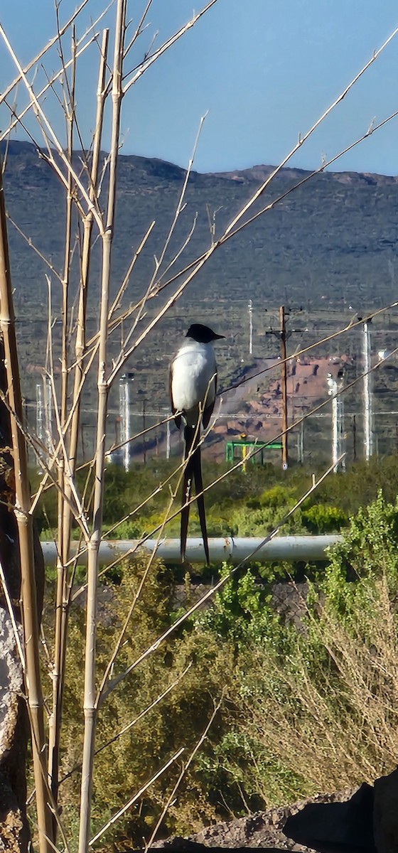 Fork-tailed Flycatcher - JOSE Perusini