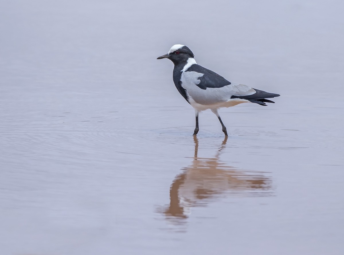 Blacksmith Lapwing - ML610352763