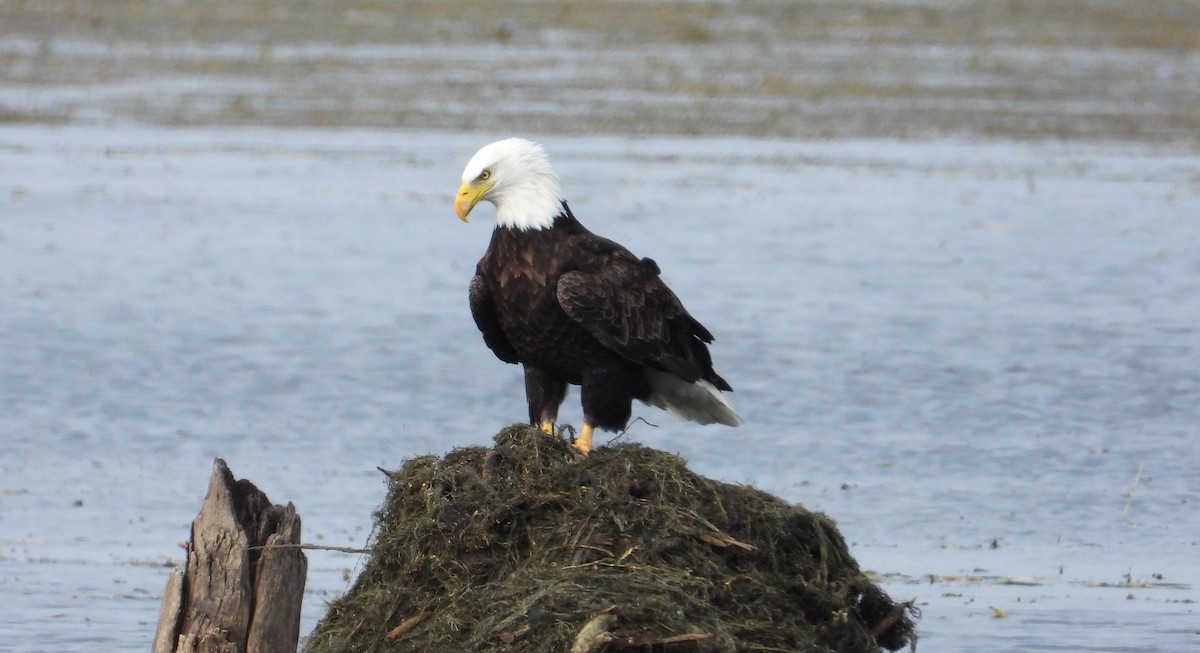 Bald Eagle - ML610352778