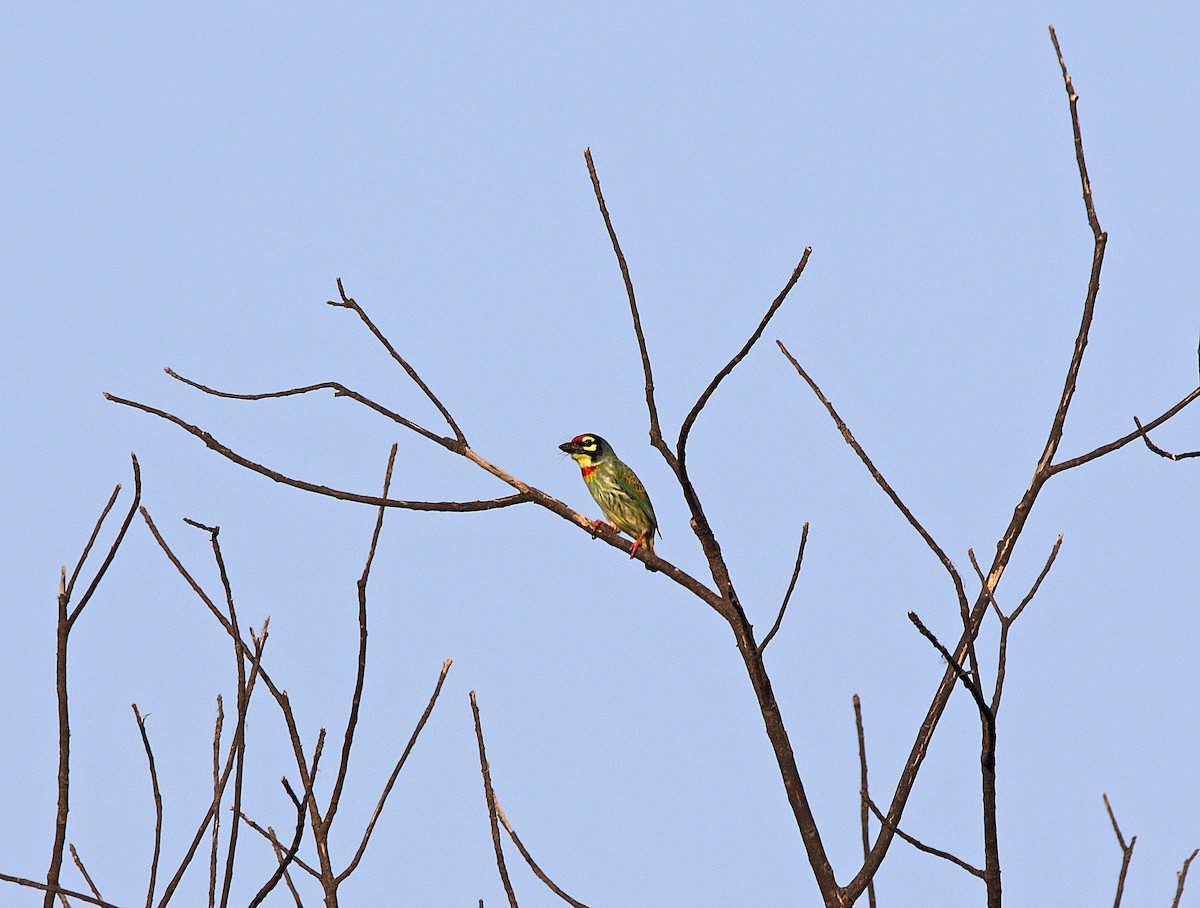 Coppersmith Barbet - ML610352783