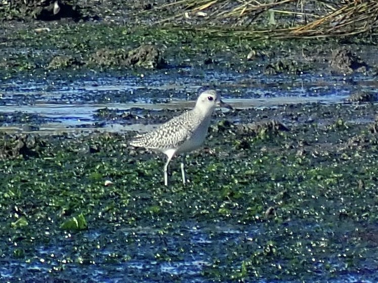 Black-bellied Plover - Louis DeMarco