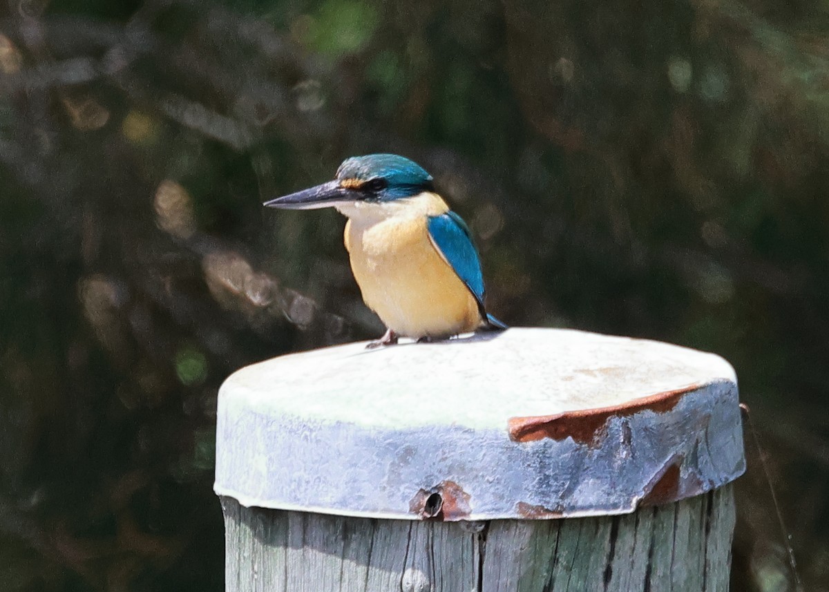 Sacred Kingfisher - ML610352899