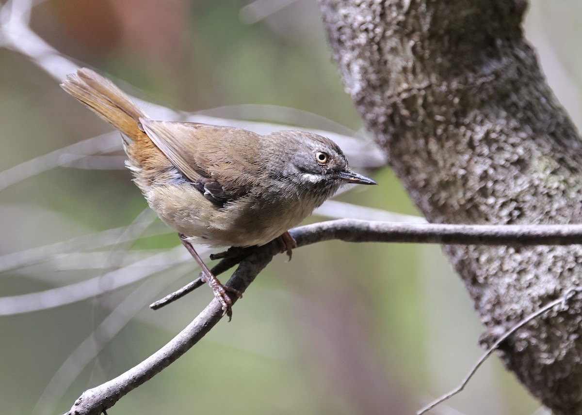 White-browed Scrubwren - ML610352919