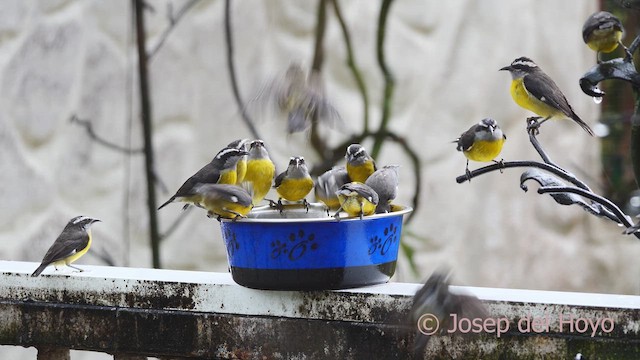 Zuckervogel [luteola-Gruppe] - ML610352976