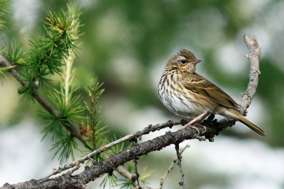 Olive-backed Pipit - Marcel Tenhaeff