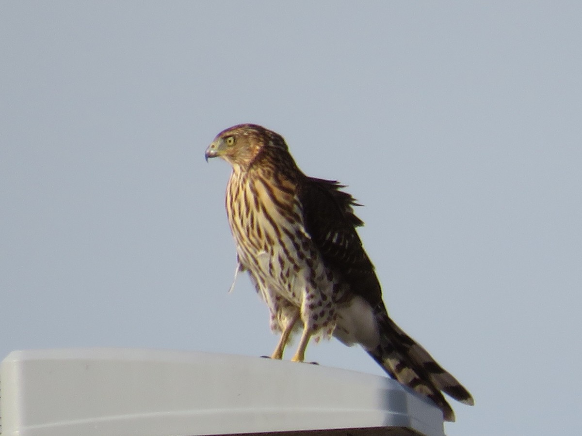 Cooper's Hawk - ML610352998