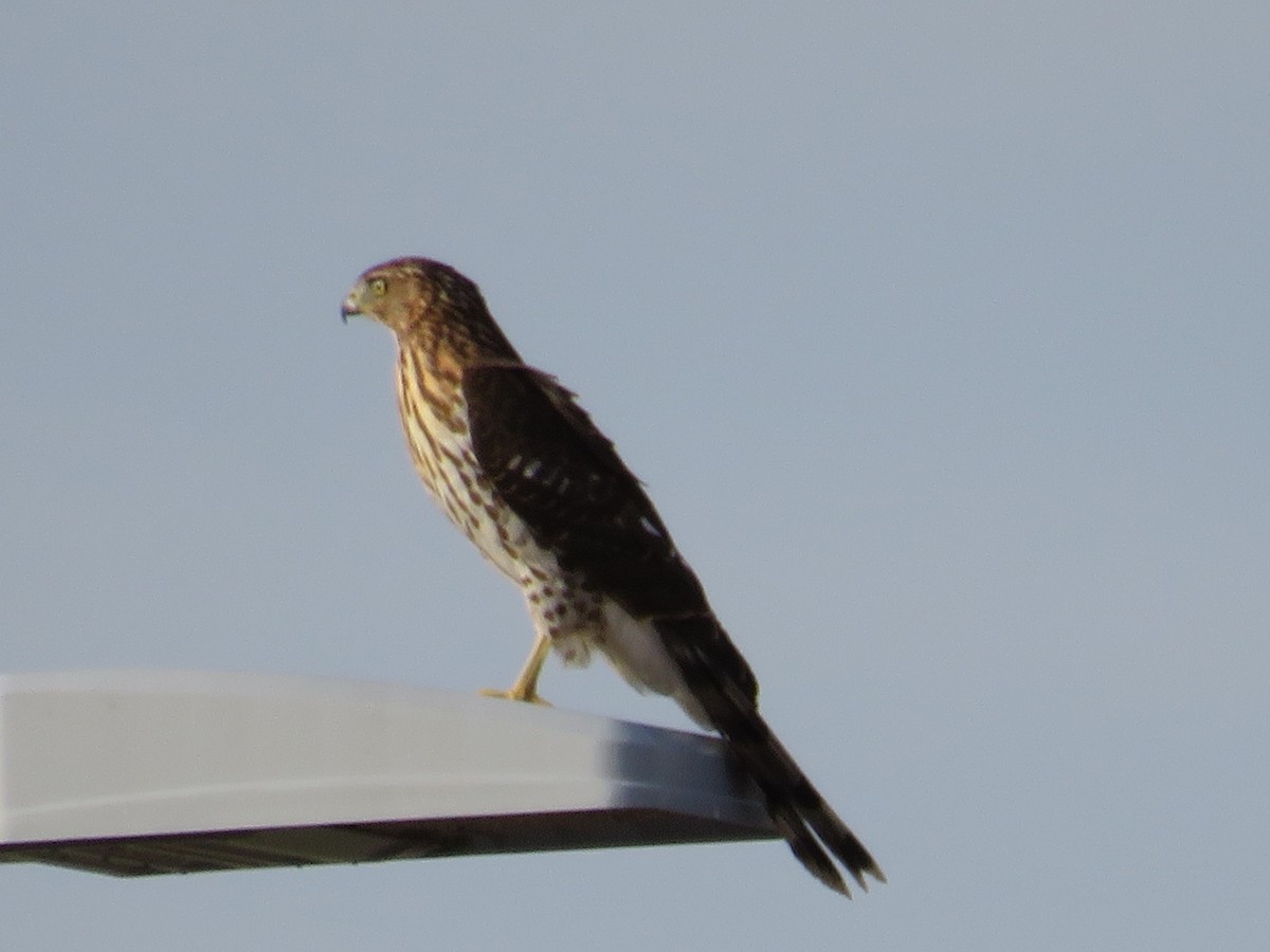 Cooper's Hawk - ML610352999