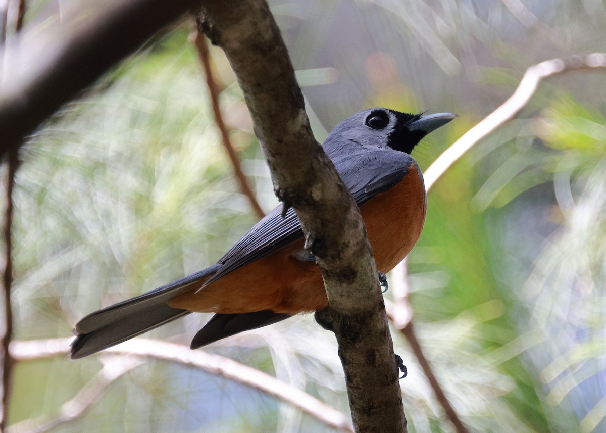 Black-faced Monarch - ML610353050