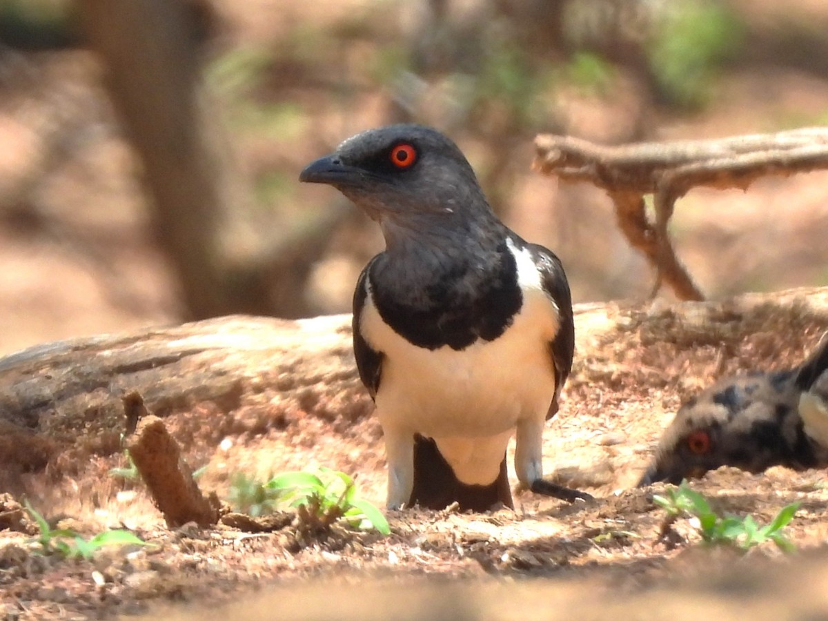 Magpie Starling - ML610353074