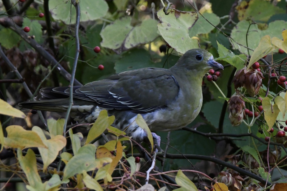 White-bellied Green-Pigeon - Tomohiro Iuchi