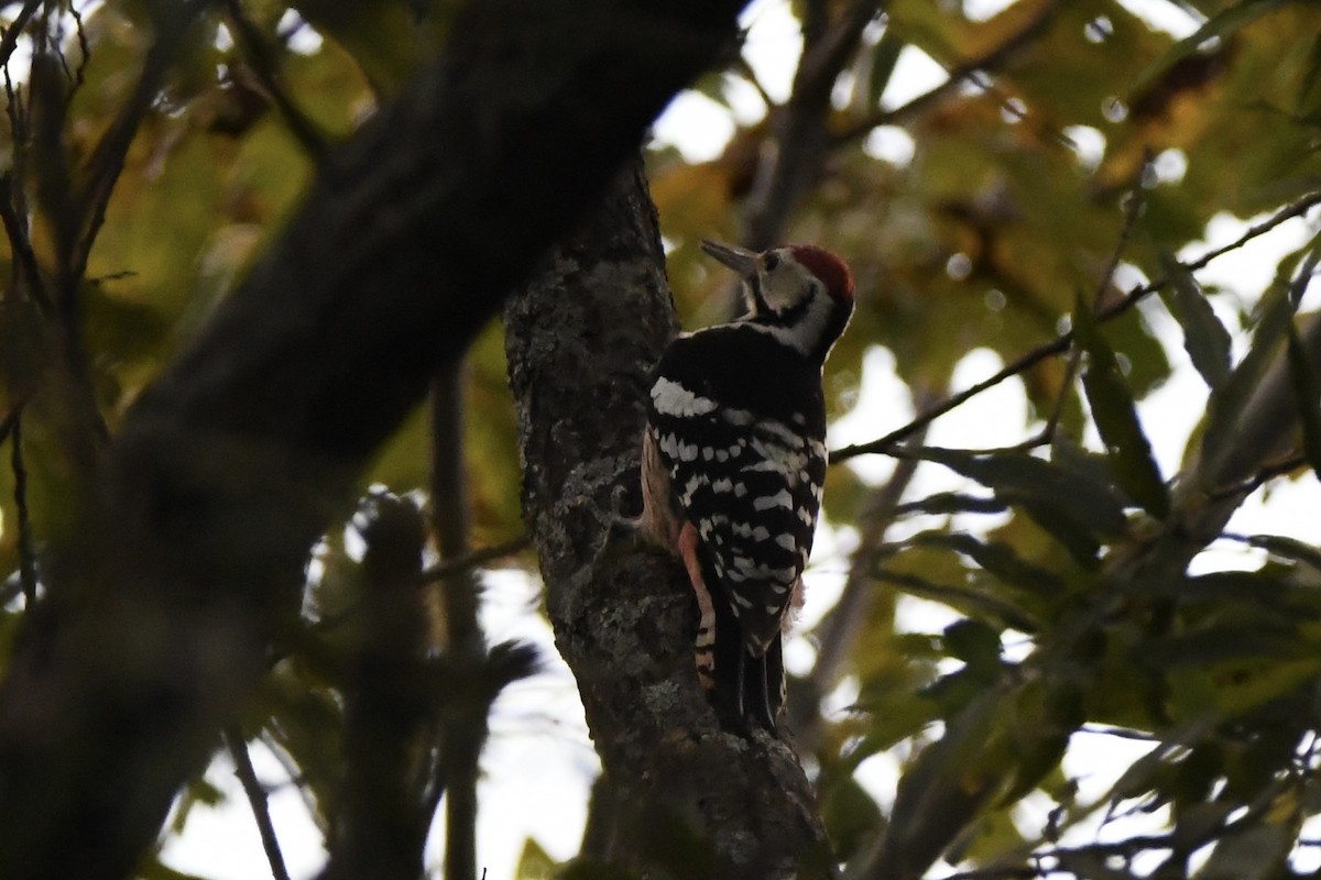 White-backed Woodpecker (White-backed) - Tomohiro Iuchi