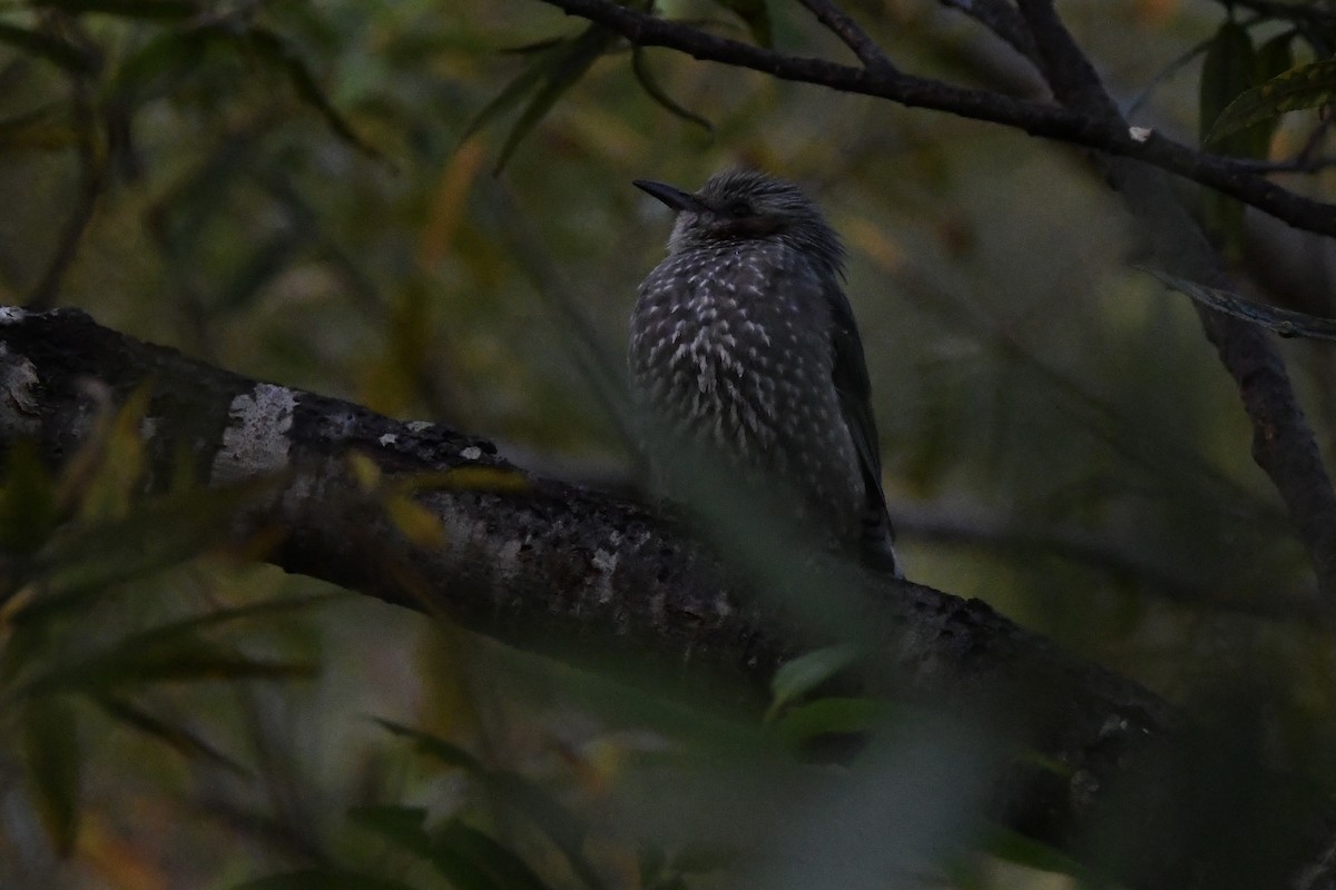 Brown-eared Bulbul - Tomohiro Iuchi