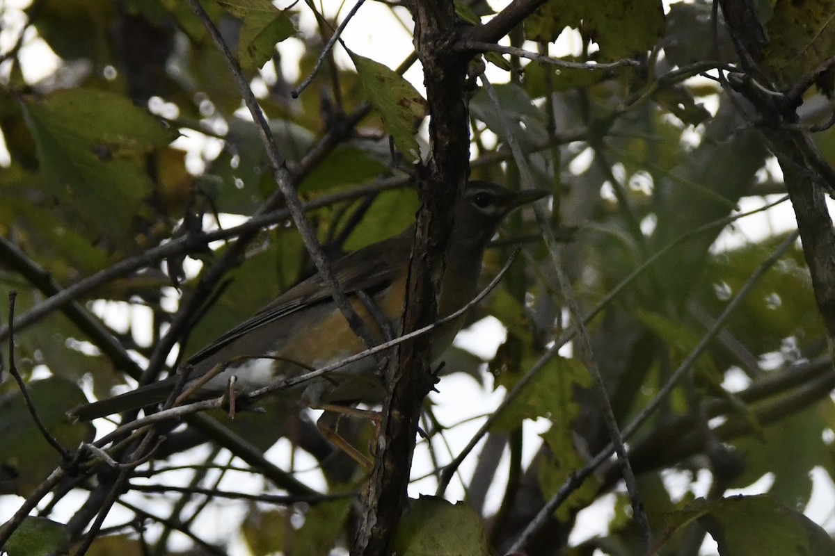 Eyebrowed Thrush - ML610353193