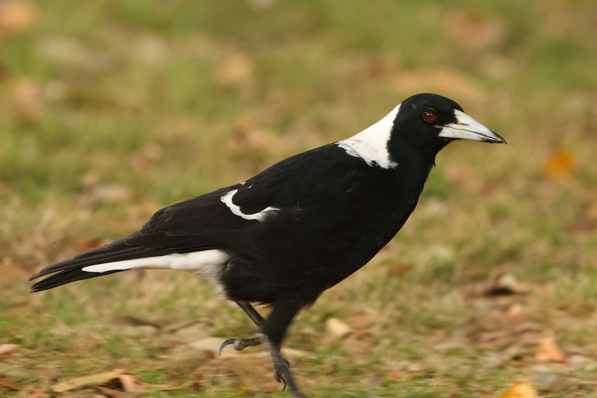 Australian Magpie - ML610353221