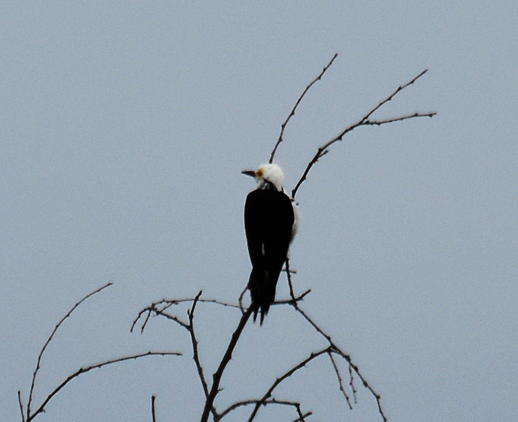 White Woodpecker - ML610353357