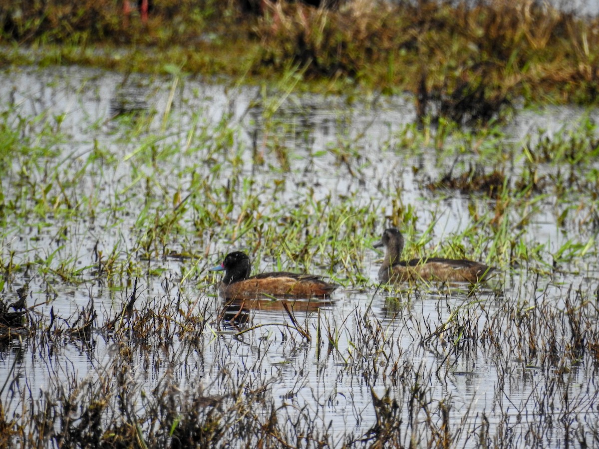 Black-headed Duck - ML610353443