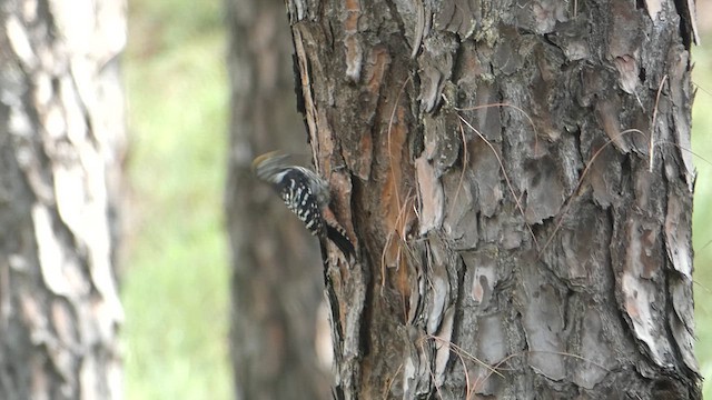 Brown-fronted Woodpecker - ML610353488