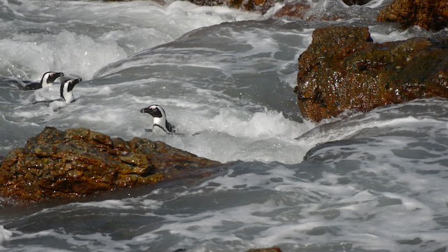 Очковый пингвин - ML610353502