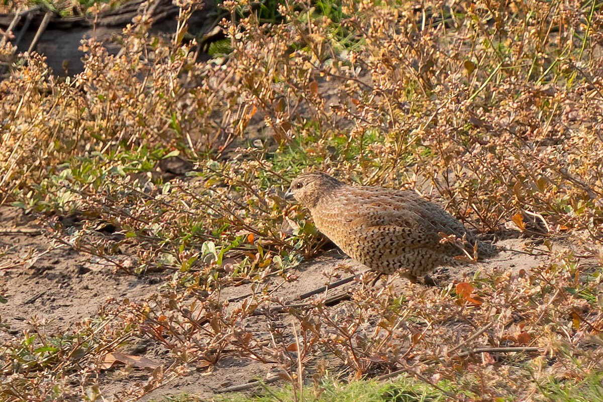 Brown Quail - ML610353647