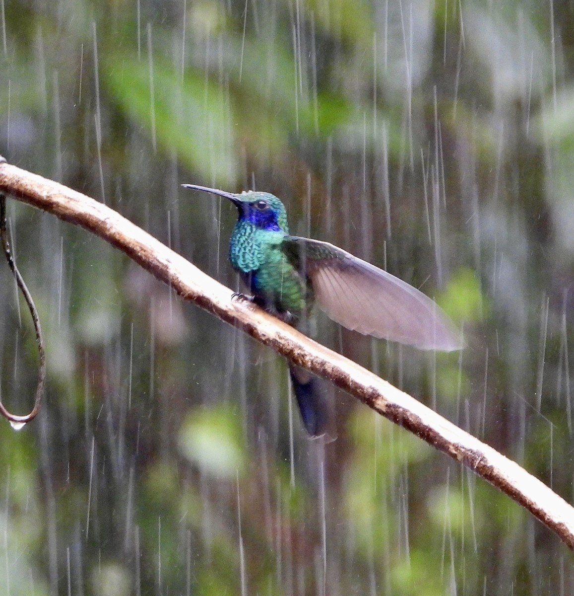 kolibřík modrolící - ML610353687