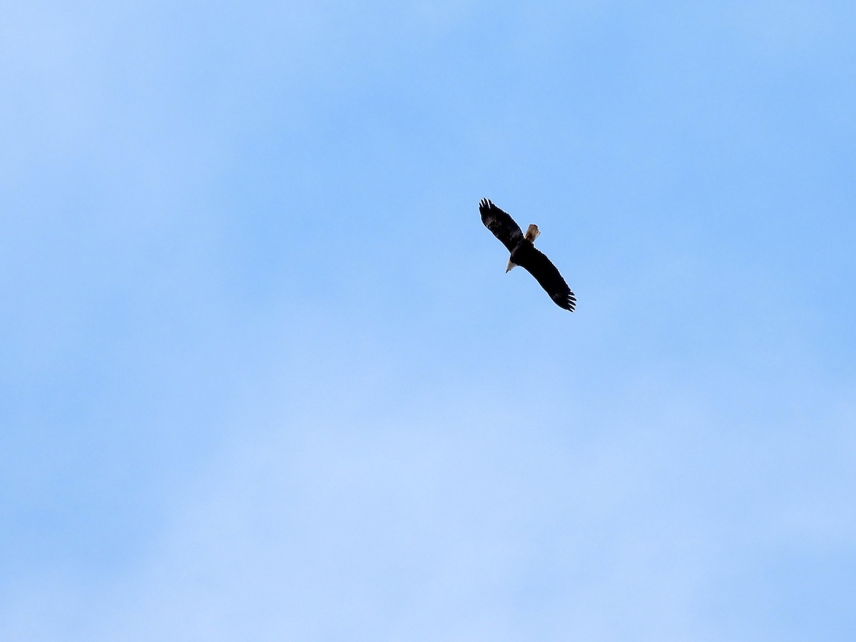 Bald Eagle - Michael Schramm