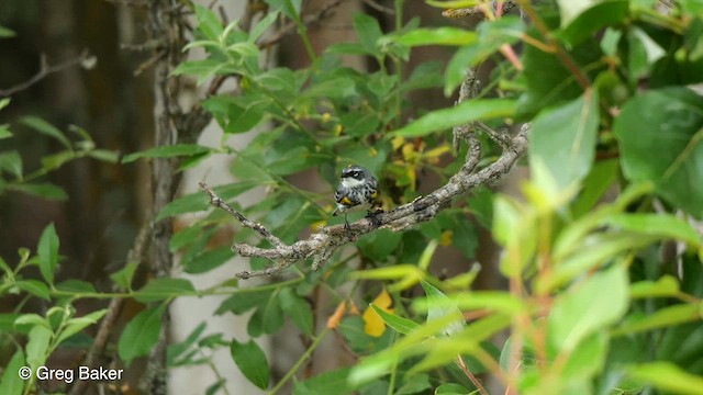 Yellow-rumped Warbler (Myrtle) - ML610353768