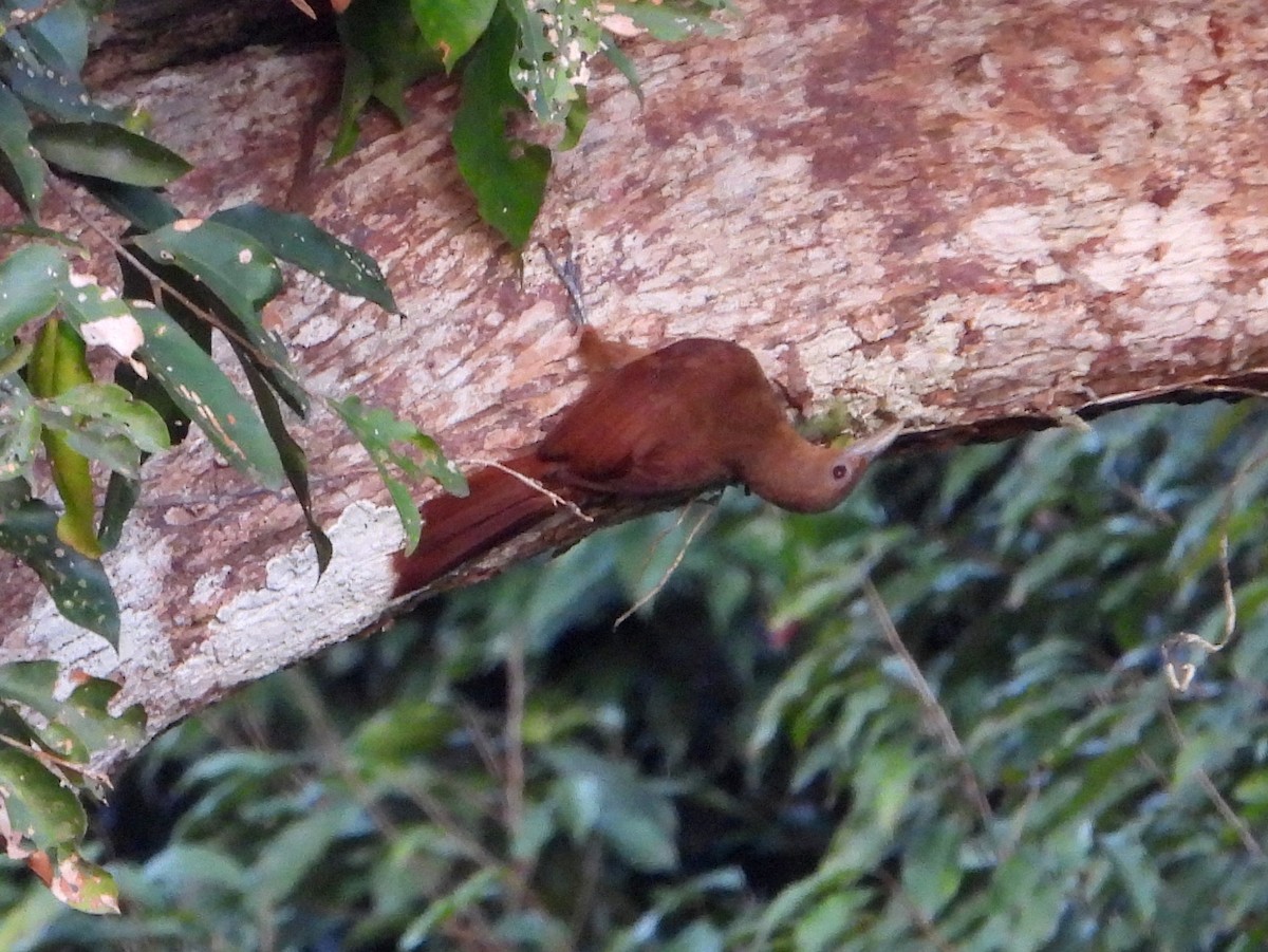 Cinnamon-throated Woodcreeper (devillei) - ML610353797