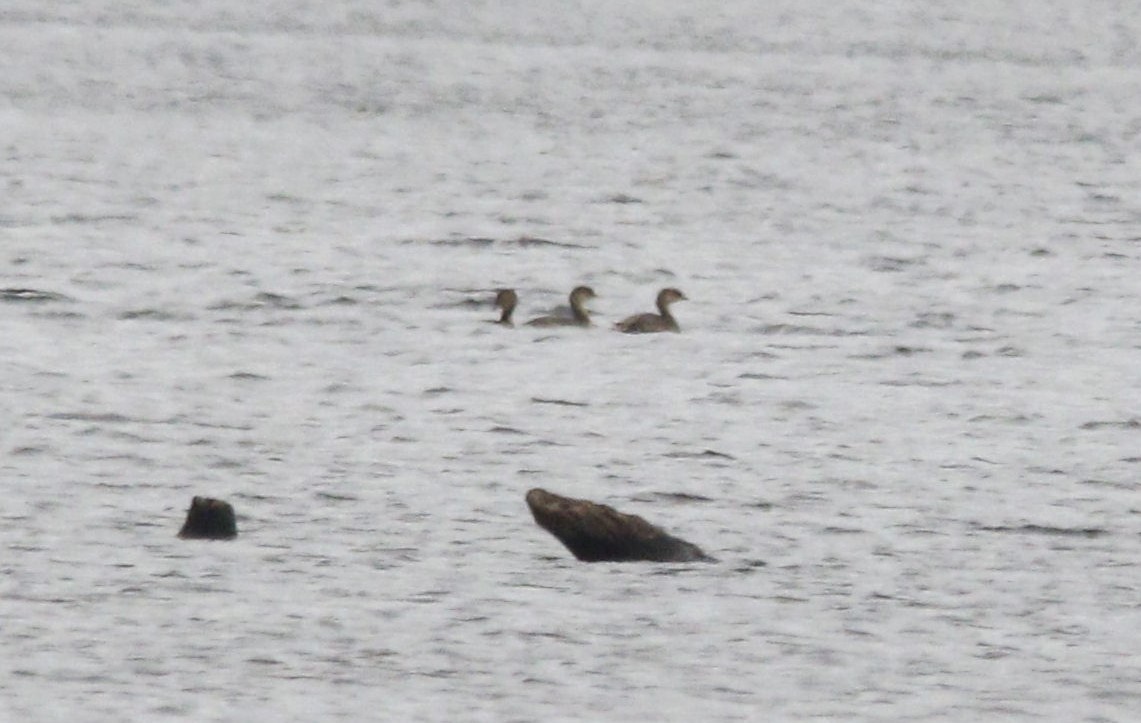 Pied-billed Grebe - ML610353834