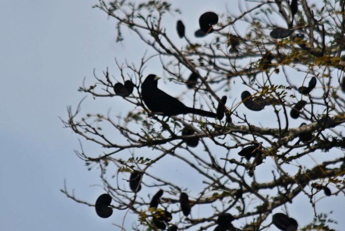 Solitary Black Cacique - andres ebel