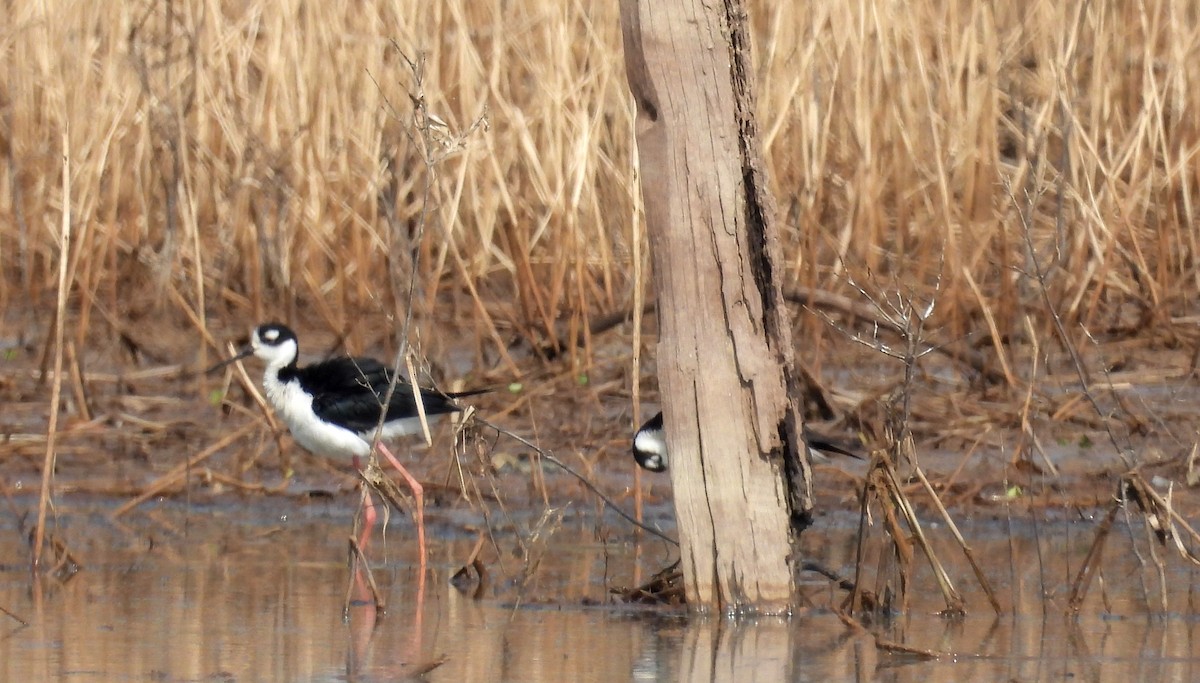 Black-necked Stilt - Fernando Angulo - CORBIDI