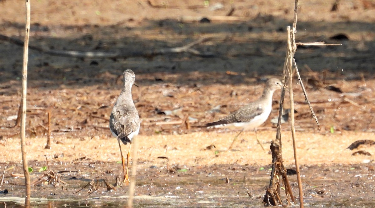 Lesser Yellowlegs - ML610354013