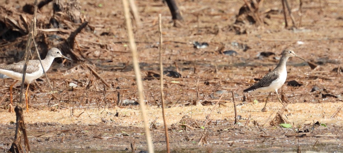 Lesser Yellowlegs - ML610354018