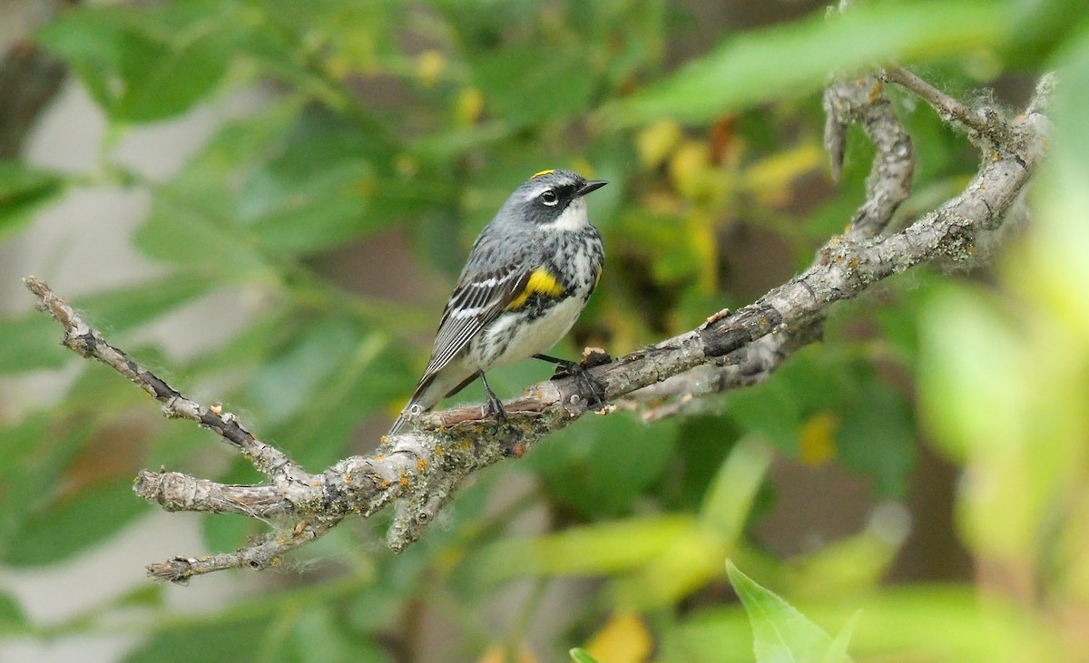 Yellow-rumped Warbler (Myrtle) - Greg Baker