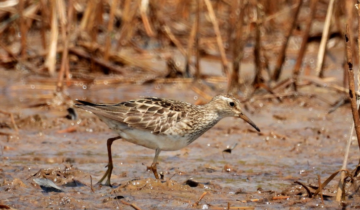 Pectoral Sandpiper - ML610354047